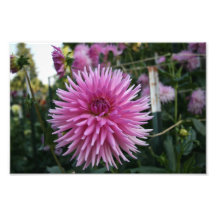 Schöne Blume Photographien