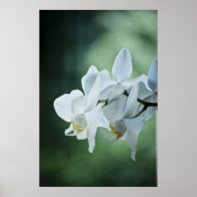 Schöne Blume Posterdrucke