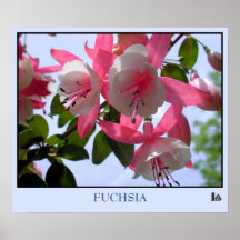 Schöne Blumen: rosa u. weiße Fuchsie Plakat