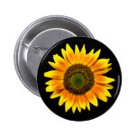 Schöne gelbe Sonnenblume auf schwarzem Knopf Buttons