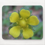 Schöne gelbe Wildblume Mousepad