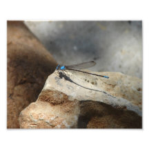 Schöne Libelle Kunstphotos