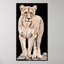 Schöne majestätische Löwin Plakat