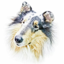 Schöne raue Colliehundekunst Photoskulpturen
