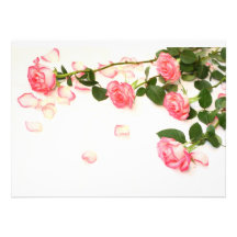 Schöne rosa Rosen Ankündigung