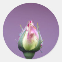 Schöne Rosen-Knospe Aufkleber