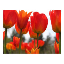 Schöne rote Tulpe-Blumen Postkarten