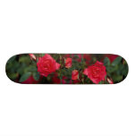 Schöne Starina MiniaturRose 'Meigabi Skateboarddecks