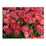 Schöne Tulpe-Postkarte