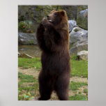 Schöner Brown-Grizzlybär Poster