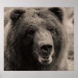 Schöner Brown-Grizzlybär Posterdrucke
