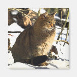 SCHÖNER CAT KÜHLSCHRANKMAGNETE