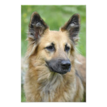 Schöner Hund Kunstphoto