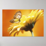 Schöner Monarch-Schmetterling auf einem Blumen-Dru Poster
