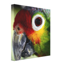 Schöner Papagei Galerie Gefaltete Leinwand