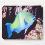 Schöner Türkispapageienfisch, auf einem mousepad