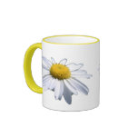 SCHÖNES GÄNSEBLÜMCHEN - ASTERACEAE - SONNENBLUME HAFERL