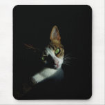 Schönes Katzenfoto Mousepads