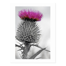 Schottische Distel-Postkarte