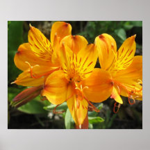 Schottisches Lilien-Plakat