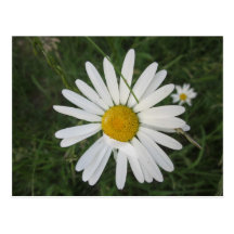 Schüchterne Margarithe Postkarte