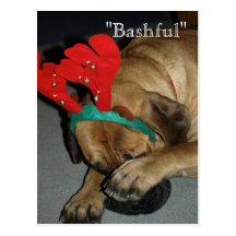 "Schüchternes" - Weihnachtsenglische Mastiff-Hunde