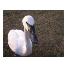 Schwan Einladungskarte
