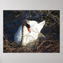 Schwan Plakat