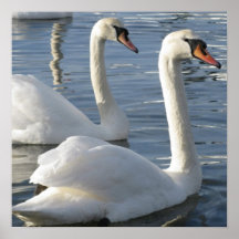 Schwan-Reflexions-Plakat