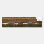 Schwäne am Töpfer-Sumpf Autosticker