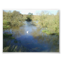Schwäne auf dem Fluss Photo