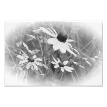 Schwarz-äugiges Susans Photographie