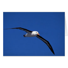 Schwarz-Browed Albatros im Flug Grußkarten