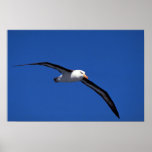 Schwarz-Browed Albatros im Flug Plakatdrucke