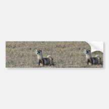 Schwarz-Füßiges Frettchen Autosticker