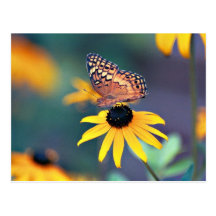 schwarz-mit Augen Susan mit Schmetterling 2 Postkarte