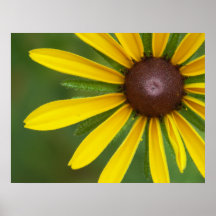 Schwarz-Mit Augen Susan Plakatdrucke