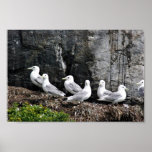 Schwarz-mit Beinen versehene Kittiwakes Plakat