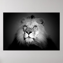 Schwarz u. Weiß/BW-Löwe-Plakat-Druck - Löwe-Gesich