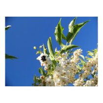 Schwarze Bienen-Blume poster