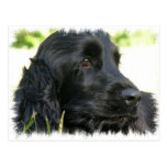 Schwarze Cocker spaniel-Hundepostkarte