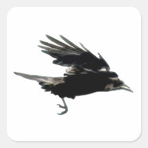 SCHWARZE FLIEGEN-KRÄHE Aufkleber-Reihe