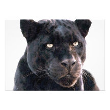 Schwarze Jaguar-Einladung