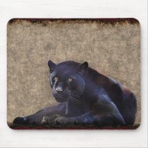 Schwarze Jaguar-Panther-große Katzen-wild lebende 