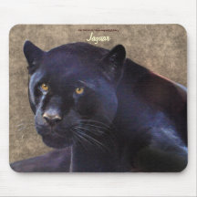 Schwarze Jaguar-Panther-große Katzen-wild lebende 
