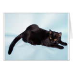 Schwarze Katze Karte