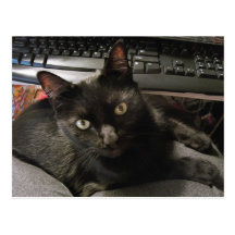 Schwarze Katzen-Felsen Postkarten