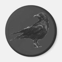 Schwarze Krähenmagneten