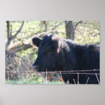 Schwarze Kuh, die aus Zaun heraus schaut Plakat
