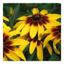 Schwarze mit Augen Susan-Blumen-Einladung